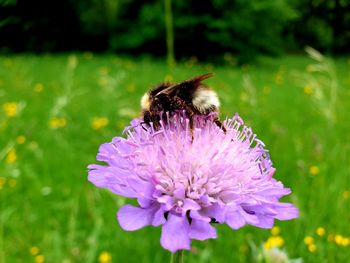 Close-up of bee pollinating on purple flower