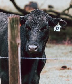 Portrait of cow
