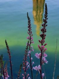 Close up of purple flowers