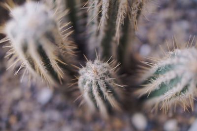 Close-up of cactus plant