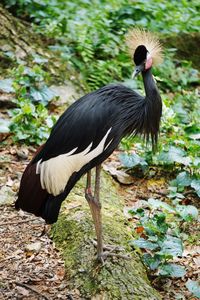 Close-up of grey crown crane