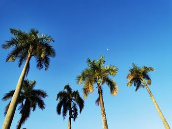 Low angle view of palm trees against clear blue sky