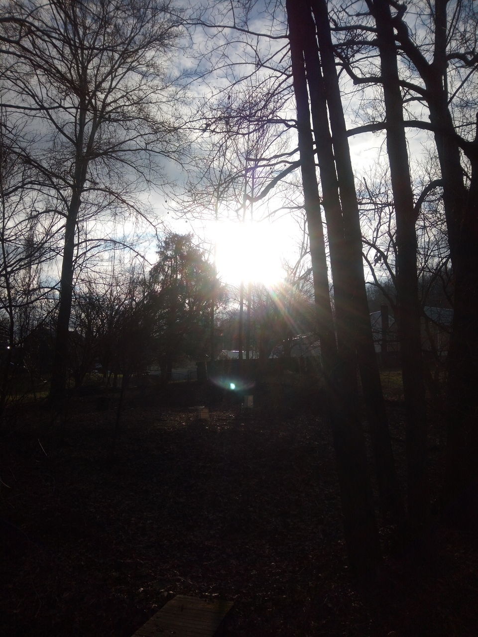 SUNLIGHT STREAMING THROUGH TREES IN FOREST AGAINST SKY