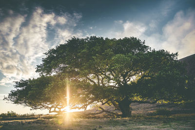 Trees against sky during sunset