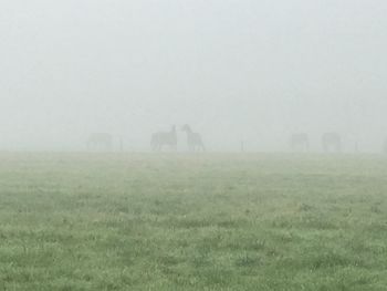 View of grazing on field against foggy weather