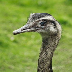 Close-up of an emu looking away