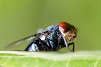 Close-up of insect