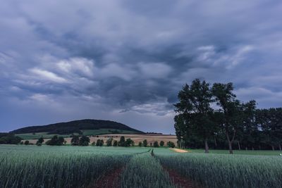 Scenic view of agricultural field against sky