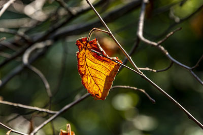Close-up of dry leaves on branch
