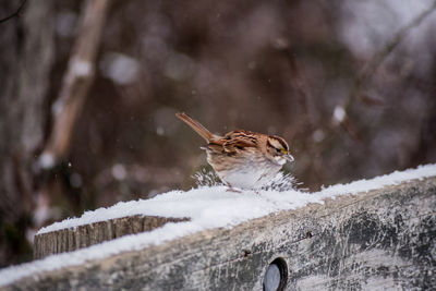 Close-up of bird perching on snow