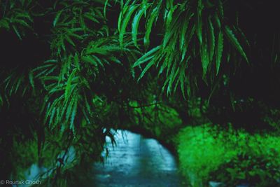 Scenic view of tree by plants