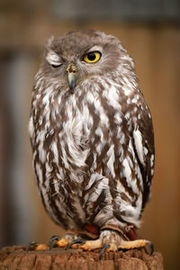 Close-up portrait of owl perching on tree stump