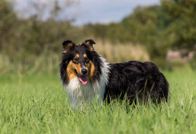 Dog standing on grassy field