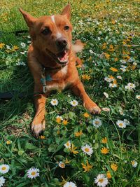 Dog lying down on field