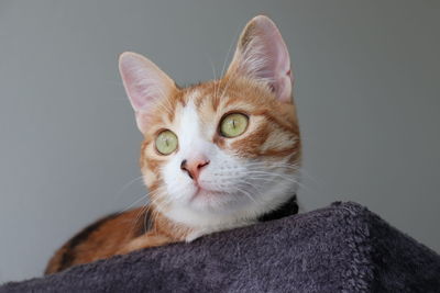 Close-up portrait of a cat