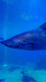 Close-up of fish swimming in sea