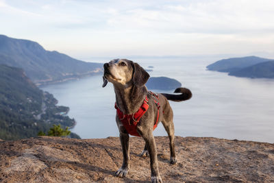 Dog standing on rock against sky