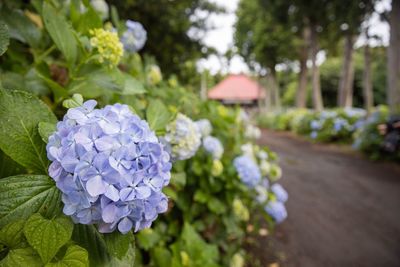 Close-up of purple hydrangea flowers in park