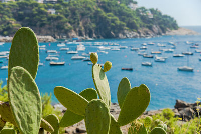 Close-up of cactus growing by sea