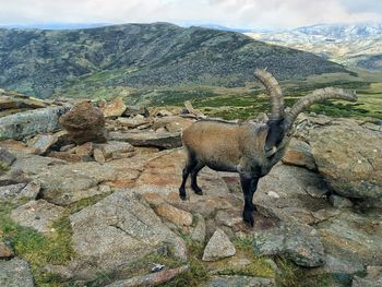 View of sheep on rock