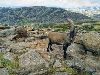 Spanish wild goat - spanish ibex