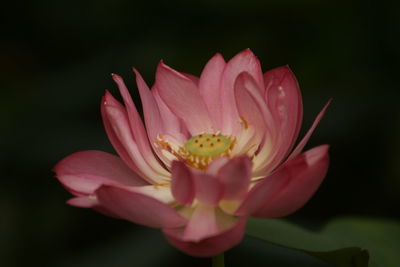 Close-up of pink lotus