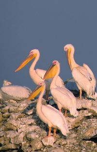 Birds in nest against clear sky