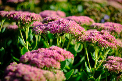 Close-up of pink flowering plants