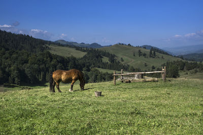 Horses grazing in a field