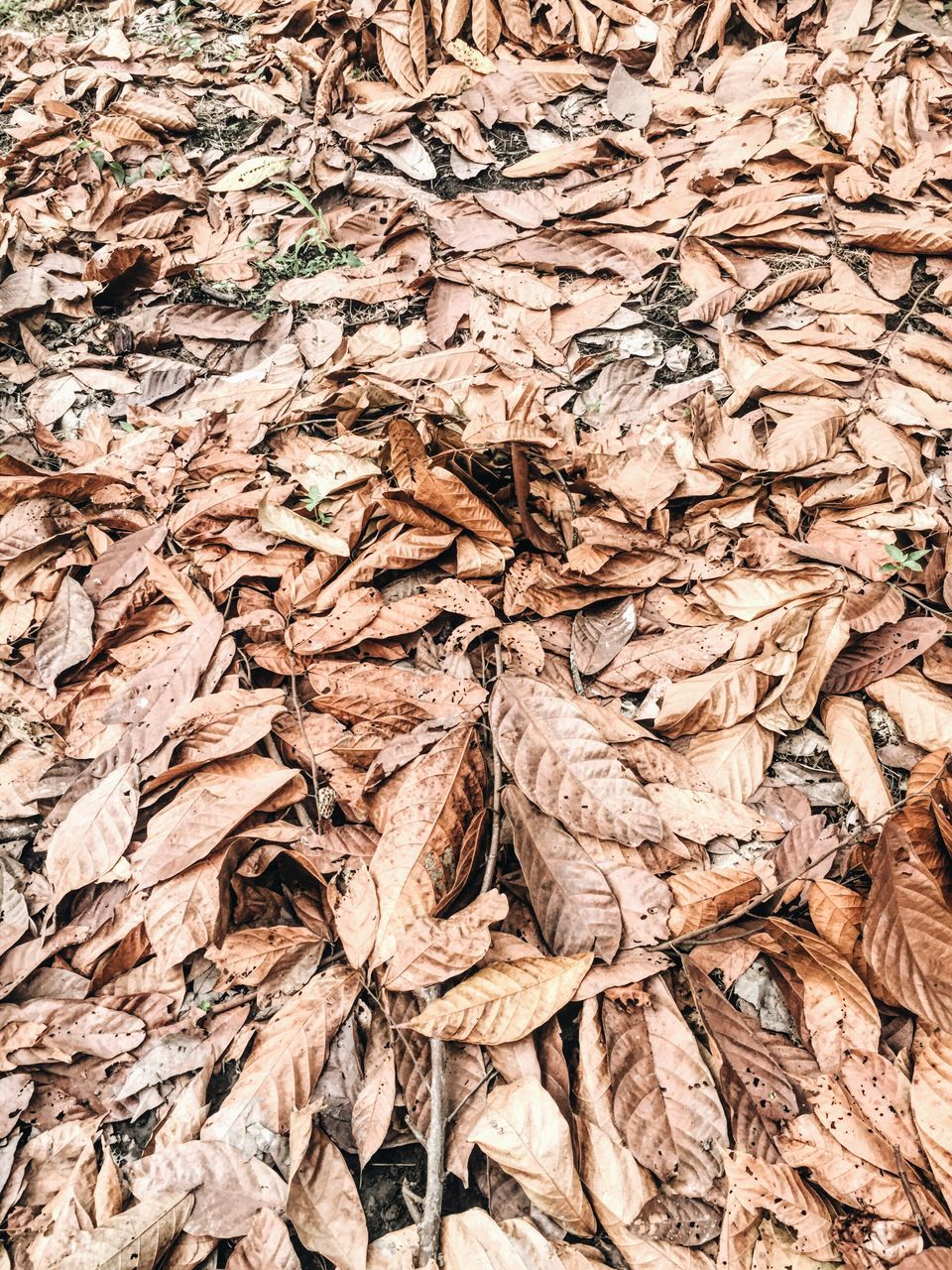 leaf, backgrounds, full frame, dry, close-up, natural pattern, autumn, nature, outdoors, fragility, brown, leaf vein, day, natural condition, tranquility, leaves, beauty in nature, dried plant, botany