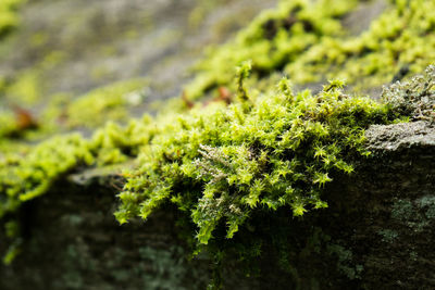 Close-up of moss growing on plant