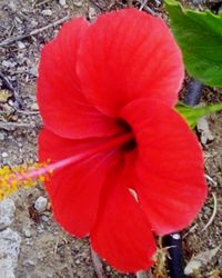 Close-up of red poppy flower