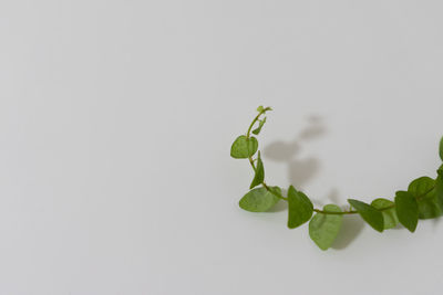 Close-up of plant against white background