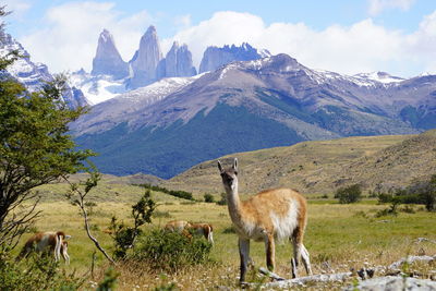 View of an alpaca on a field in front of mountain range in patagonia