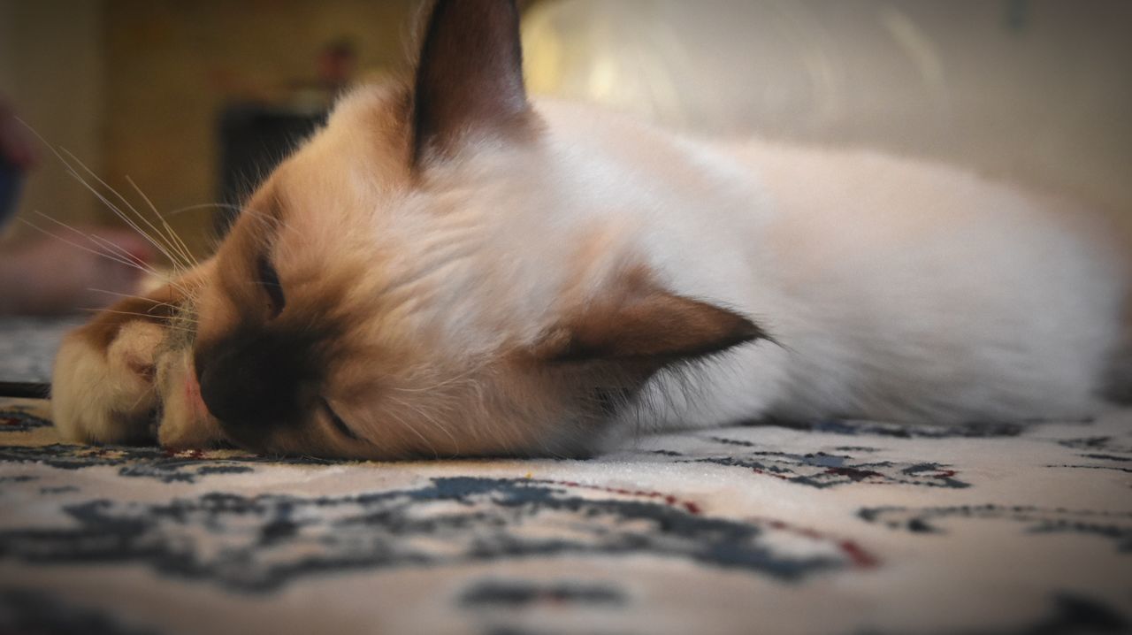 CLOSE-UP OF CAT SLEEPING ON BED