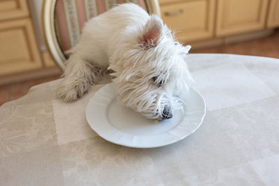 White dog west white terrier sits at the dining table in the kitchen in front of an empty plate