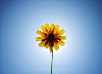 Close-up of yellow flower against clear sky