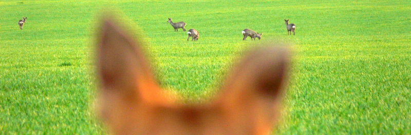 Birds on field