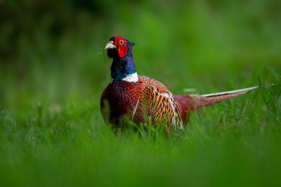 Close-up of ring-necked pheasant on grass