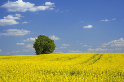 Scenic view of oilseed rape field against sky