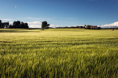 Scenic view of field against cloudy sky