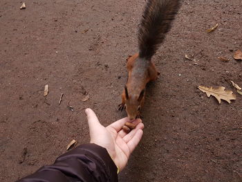 Close-up of man holding hand