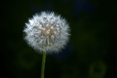 Close-up of dandelion against blurred background