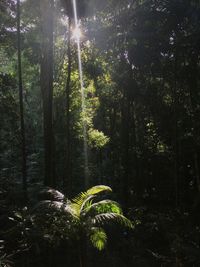 Trees in forest against sky