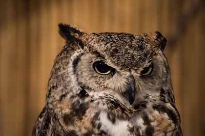 Close-up of owl