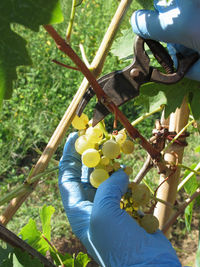 Cropped hand cutting grapes in vineyard during sunny day