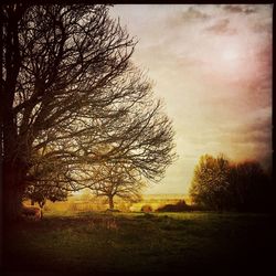 Bare trees on grassy field