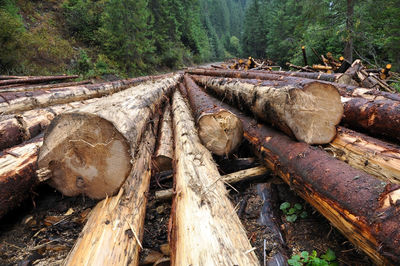 Stack of logs against trees