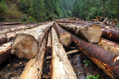 Freshly cut tree logs piled up near a forest road, environmental damage,  romania 