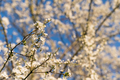 Low angle view of cherry blossoms in spring